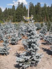 Colorado Spruce